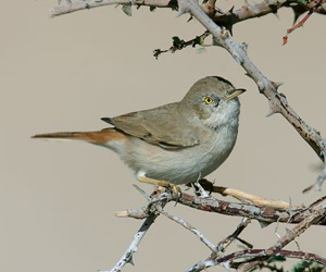 Зэржигэнэ (Цөлийн зэржигэнэ)